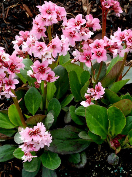 Бадан Пинк Драгонфлай (Pink Dragonfly) купить с доставкой