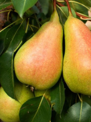 Груша Чижовская