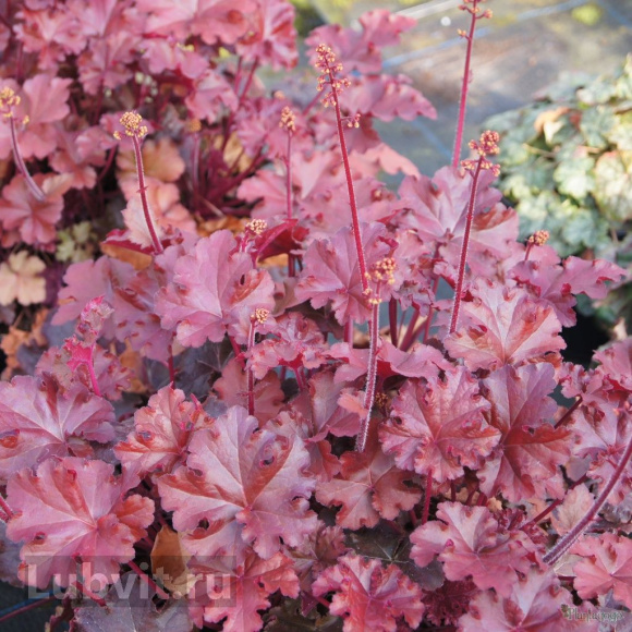 Гейхера Махагон (Mahogany) купить с доставкой