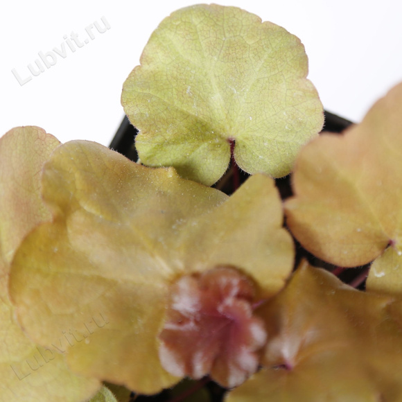 Гейхера Махагон (Mahogany) купить с доставкой