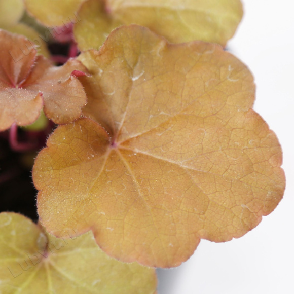 Гейхера Махагон (Mahogany) купить с доставкой