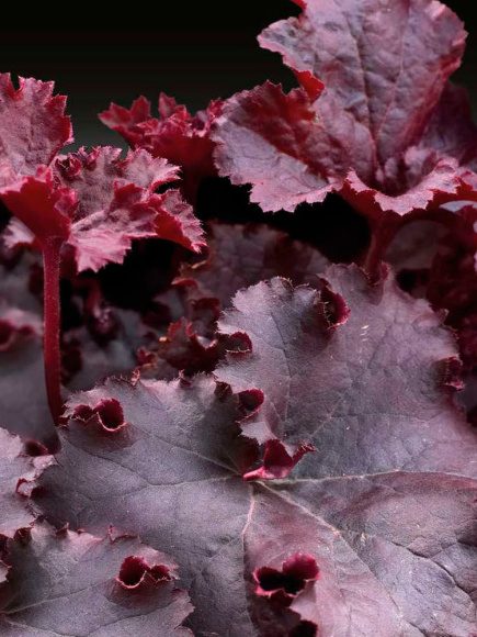 Гейхера Дарк Мистери (Dark Mystery) купить с доставкой