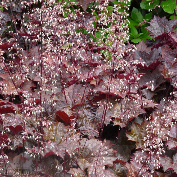 Гейхера Дарк Мистери (Dark Mystery) купить с доставкой Гейхера Дарк Мистери (Dark Mystery) купить с доставкой