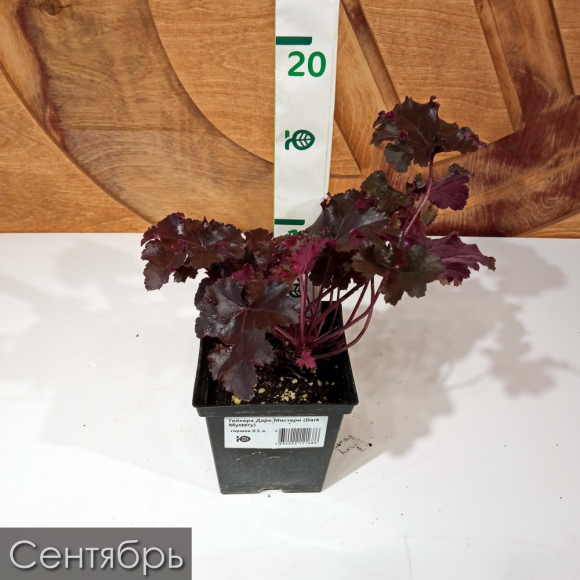 Гейхера Дарк Мистери (Dark Mystery) купить с доставкой Гейхера Дарк Мистери (Dark Mystery) купить с доставкой