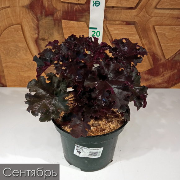 Гейхера Дарк Мистери (Dark Mystery) купить с доставкой Гейхера Дарк Мистери (Dark Mystery) купить с доставкой