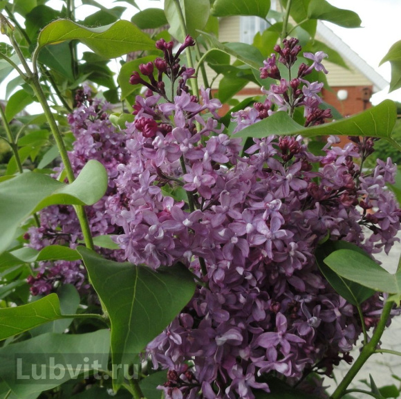 Сирень Миссис Эдвард Хардинг (Missis Edward Harding) купить с доставкой Сирень Миссис Эдвард Хардинг (Missis Edward Harding) купить с доставкой