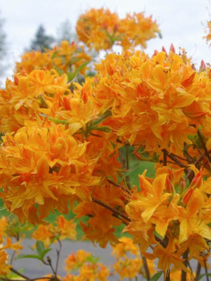 Рододендрон Голден Лайтс (Golden Lights) купить с доставкой