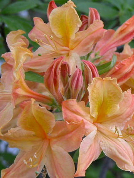 Рододендрон Голден Лайтс (Golden Lights) купить с доставкой