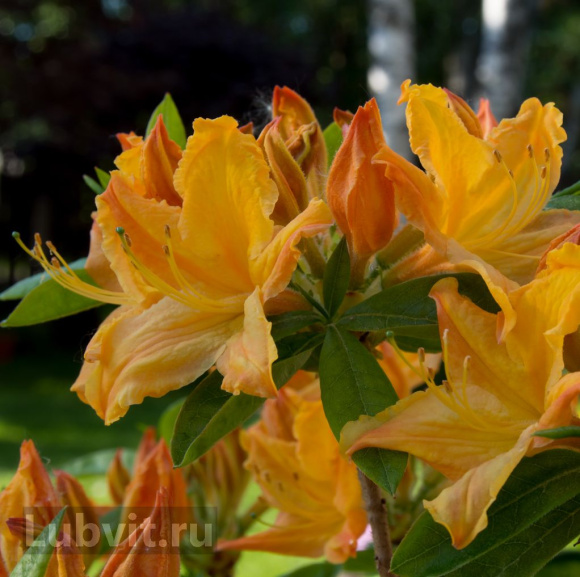Рододендрон Голден Лайтс (Golden Lights) купить с доставкой Рододендрон Голден Лайтс (Golden Lights) купить с доставкой