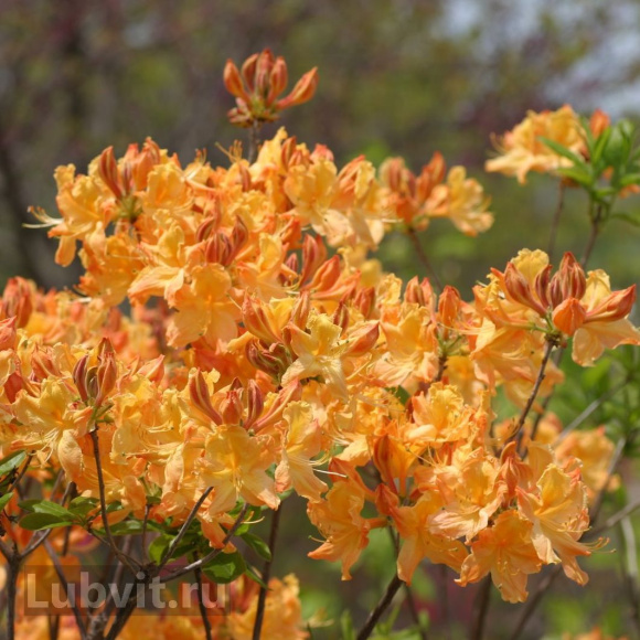 Рододендрон Голден Лайтс (Golden Lights) купить с доставкой Рододендрон Голден Лайтс (Golden Lights) купить с доставкой