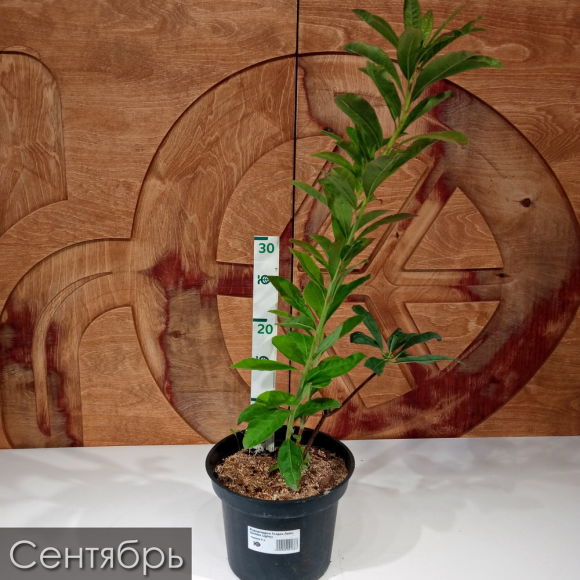 Рододендрон Голден Лайтс (Golden Lights) купить с доставкой Рододендрон Голден Лайтс (Golden Lights) купить с доставкой