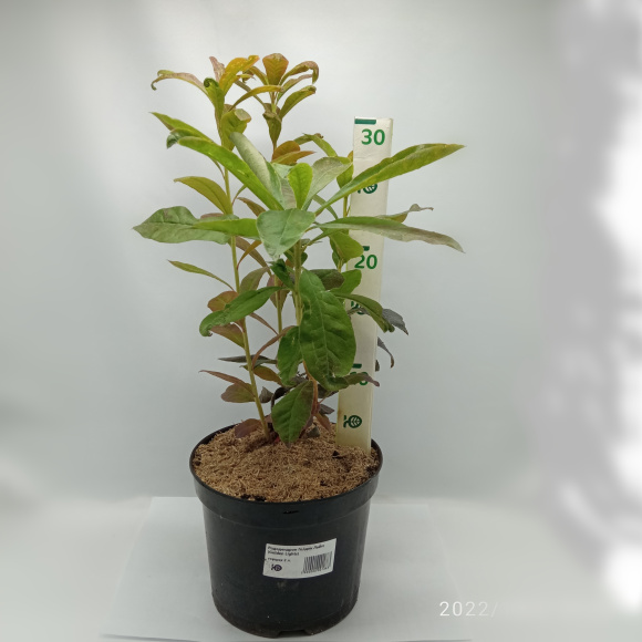 Рододендрон Голден Лайтс (Golden Lights) купить с доставкой Рододендрон Голден Лайтс (Golden Lights) купить с доставкой