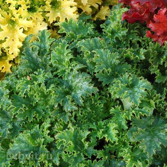 Гейхера Эпл Крисп (Apple Crisp) купить с доставкой Гейхера Эпл Крисп (Apple Crisp) купить с доставкой