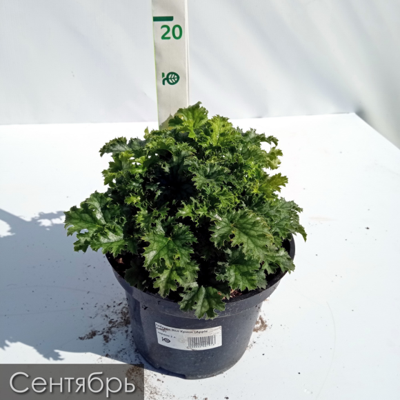 Гейхера Эпл Крисп (Apple Crisp) купить с доставкой Гейхера Эпл Крисп (Apple Crisp) купить с доставкой