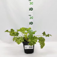 Гейхера Эпл Крисп (Apple Crisp)