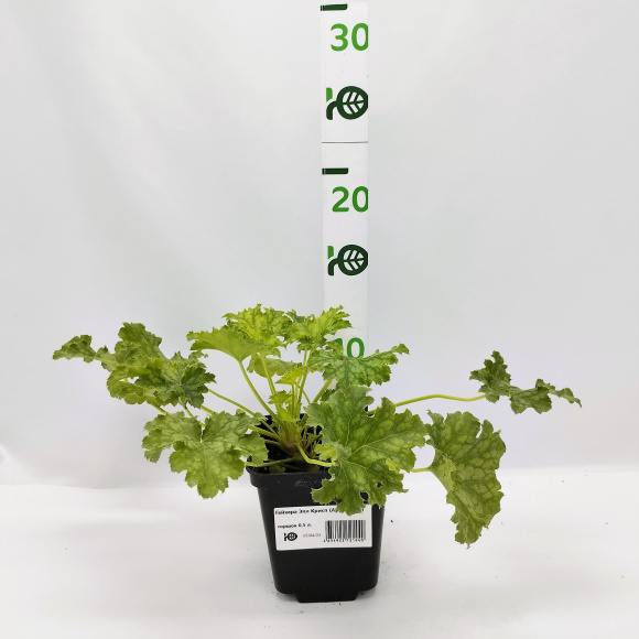 Гейхера Эпл Крисп (Apple Crisp) купить с доставкой Гейхера Эпл Крисп (Apple Crisp) купить с доставкой