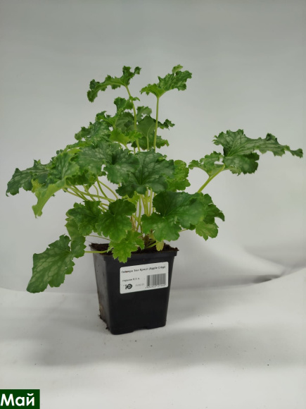 Гейхера Эпл Крисп (Apple Crisp) купить с доставкой Гейхера Эпл Крисп (Apple Crisp) купить с доставкой