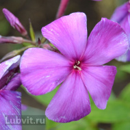 Флокс Никольский Флокс Никольский