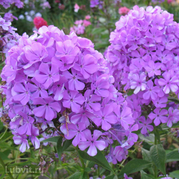 Флокс Никольский купить с доставкой