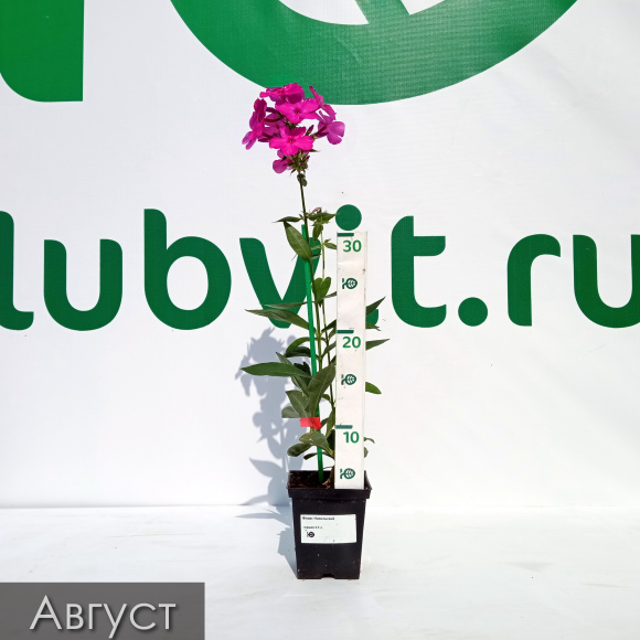 Флокс Никольский купить с доставкой