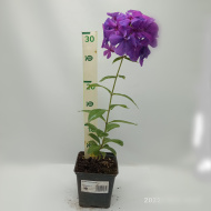 Флокс Никольский Флокс Никольский