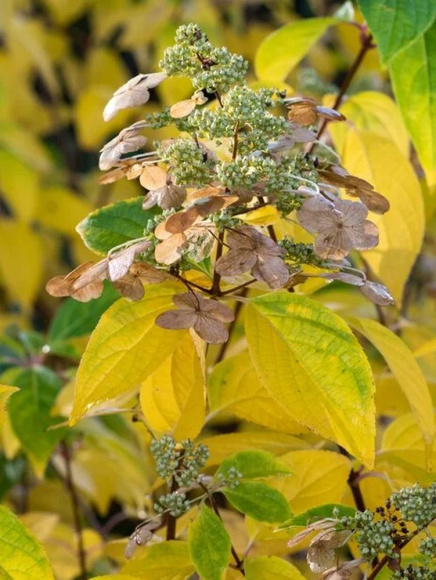 Гортензия Прим Вайт (Prim White) метельчатая купить с доставкой