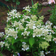 Гортензия Прим Вайт (Prim White) метельчатая