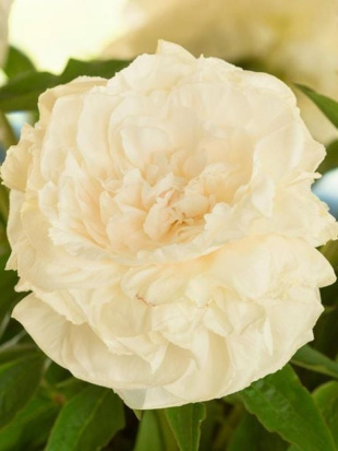 Пион Мазерс Чойс (Mothers Choice)