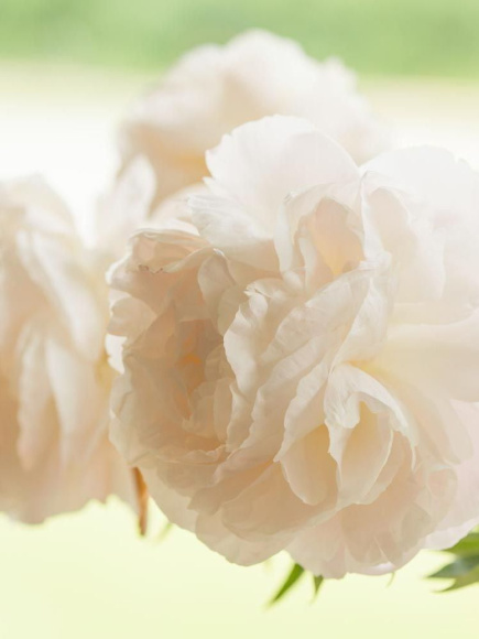 Пион Мазерс Чойс (Mothers Choice) купить с доставкой