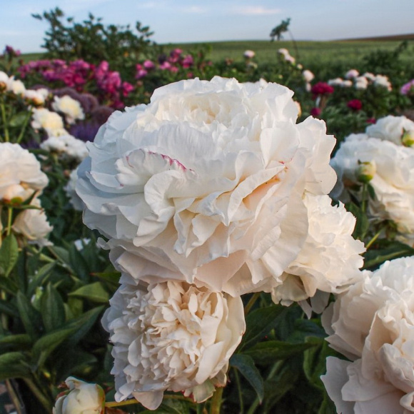 Пион Мазерс Чойс (Mothers Choice) купить с доставкой Пион Мазерс Чойс (Mothers Choice) купить с доставкой