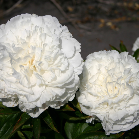 Пион Мазерс Чойс (Mothers Choice) купить с доставкой Пион Мазерс Чойс (Mothers Choice) купить с доставкой