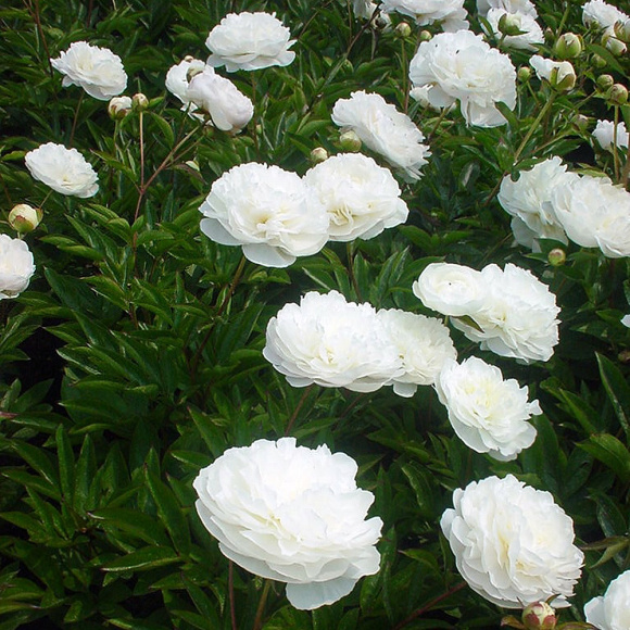 Пион Мазерс Чойс (Mothers Choice) купить с доставкой Пион Мазерс Чойс (Mothers Choice) купить с доставкой