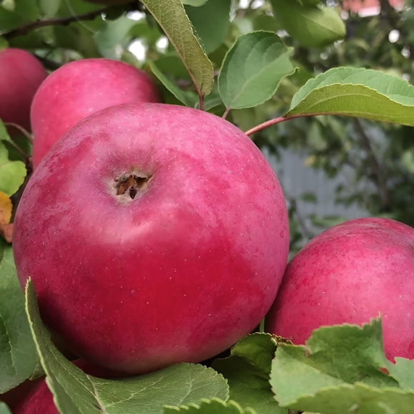 Яблоня Подарок Графского купить с доставкой