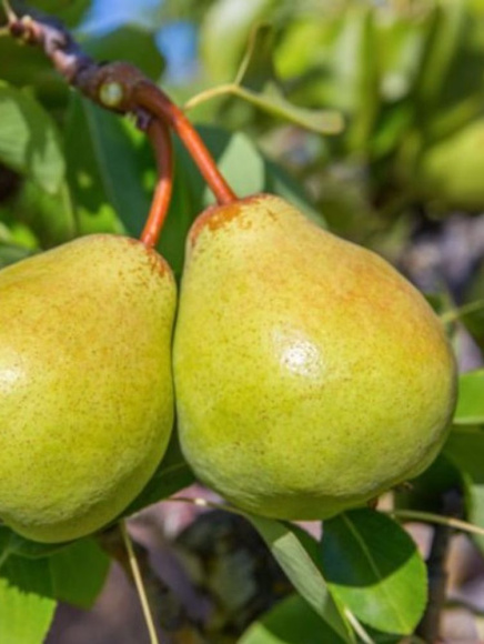 Груша Присто Мария купить с доставкой