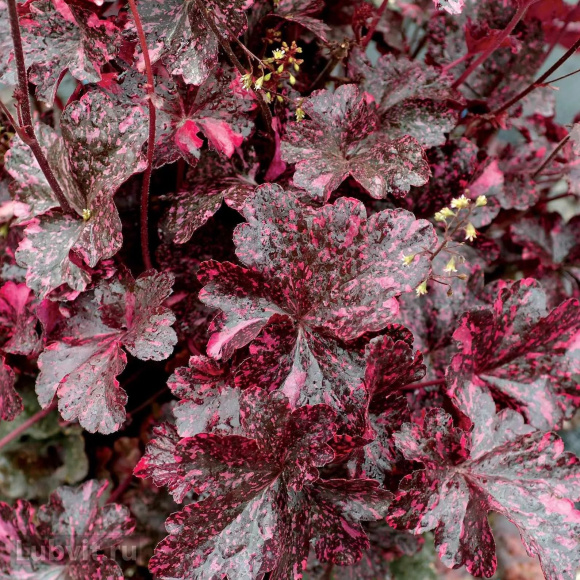 Гейхера Миднайт Роуз (Midnight Rose) купить с доставкой Гейхера Миднайт Роуз (Midnight Rose) купить с доставкой