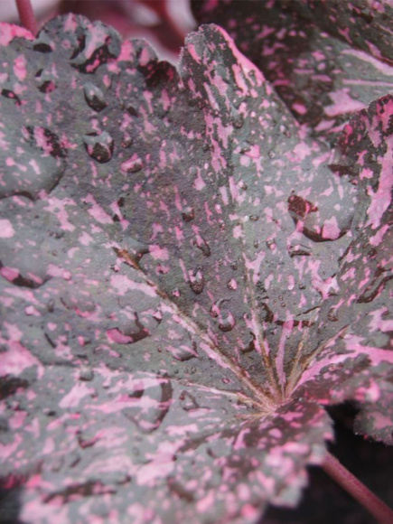 Гейхера Миднайт Роуз (Midnight Rose) купить с доставкой