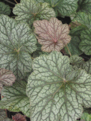 Гейхера Пино Нуар (Pinot Noir)