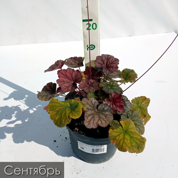 Гейхера Пино Нуар (Pinot Noir) купить с доставкой Гейхера Пино Нуар (Pinot Noir) купить с доставкой