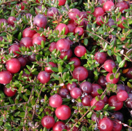 Клюква Бен Лир (Ben Lear) Клюква Бен Лир (Ben Lear)