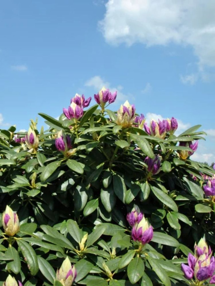 Рододендрон Катевбинский Грандифлорум (Grandiflorum) купить с доставкой