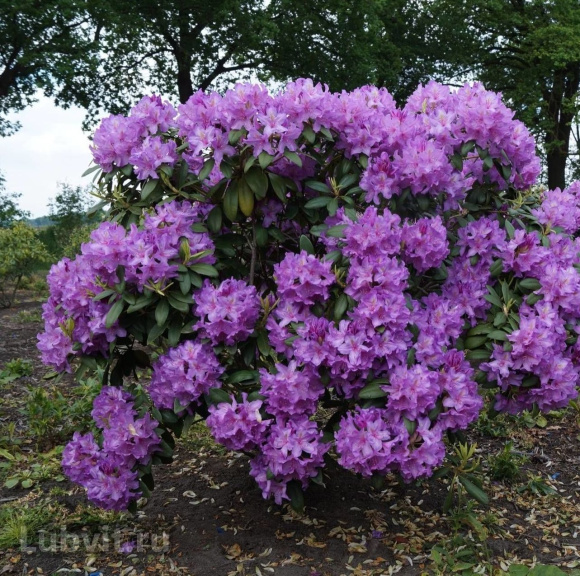 Рододендрон Катевбинский Грандифлорум (Grandiflorum) купить с доставкой