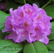 Рододендрон Катевбинский Грандифлорум (Grandiflorum)