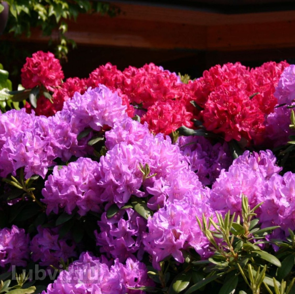 Рододендрон Катевбинский Грандифлорум (Grandiflorum) купить с доставкой