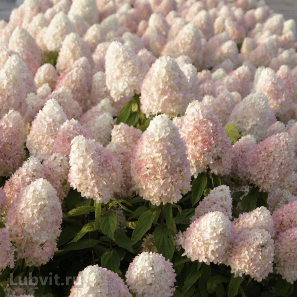 Гортензия Мэджикал Свит Саммер (Magical Sweet Summer) метельчатая купить с доставкой Гортензия Мэджикал Свит Саммер (Magical Sweet Summer) метельчатая купить с доставкой