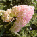 Гортензия Мэджикал Свит Саммер (Magical Sweet Summer) метельчатая купить с доставкой