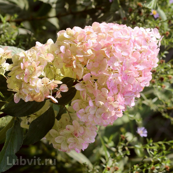 Гортензия Мэджикал Свит Саммер (Magical Sweet Summer) метельчатая купить с доставкой