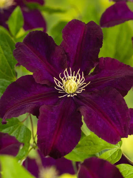 Клематис Варшавска Найк (Warszawska Nike) купить с доставкой