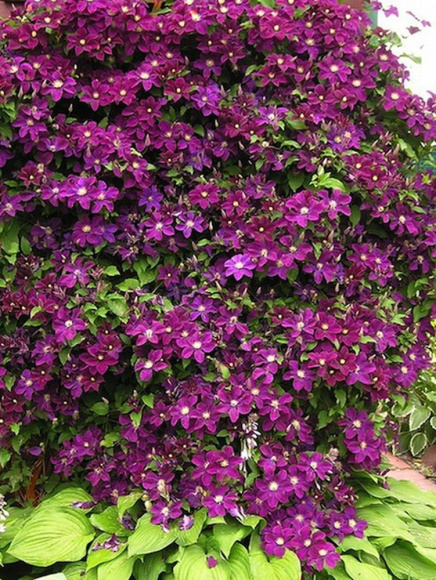 Клематис Варшавска Найк (Warszawska Nike) купить с доставкой