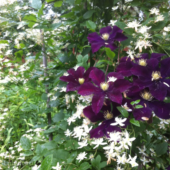 Клематис Варшавска Найк (Warszawska Nike) купить с доставкой Клематис Варшавска Найк (Warszawska Nike) купить с доставкой