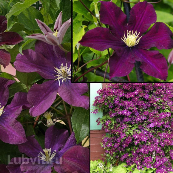 Клематис Варшавска Найк (Warszawska Nike) купить с доставкой Клематис Варшавска Найк (Warszawska Nike) купить с доставкой